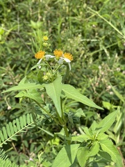 Angiospermae