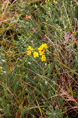 Aspalathus chortophila