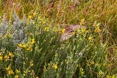 Aspalathus chortophila