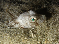 Chelidonichthys lucerna