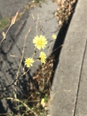 Lactuca serriola