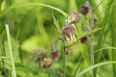 Geum rivale