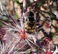 Copestylum fornax