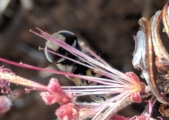 Copestylum fornax