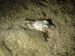 Chelidonichthys lucerna