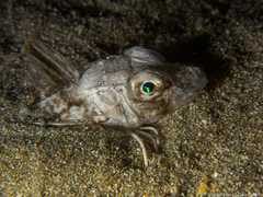Chelidonichthys lucerna