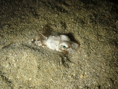 Chelidonichthys lucerna