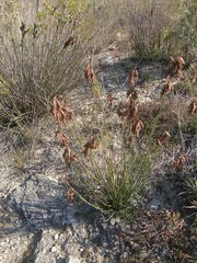 Thamnochortus pluristachyus