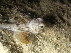 Chelidonichthys lucerna