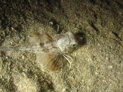 Chelidonichthys lucerna