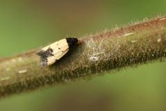 Tyrolimnas anthraconesa