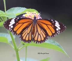 Danaus genutia