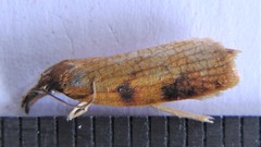 Cenopis directana