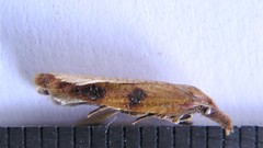 Cenopis directana