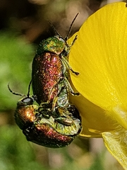 Cryptocephalus aureolus