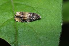 Olethreutes orthocosma