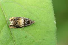 Olethreutes orthocosma