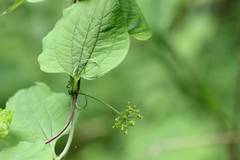 Smilax riparia