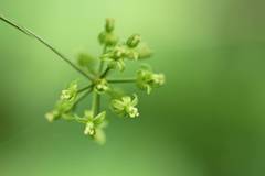 Smilax riparia