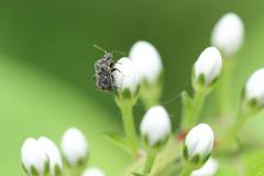 Charagochilus angusticollis