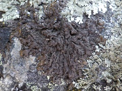 Xanthoparmelia pulla