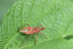 Cutocoris russatus