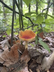 Amanita parcivolvata