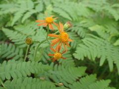 Tephroseris porphyrantha
