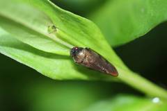 Eoscarta assimilis