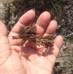 Thamnochortus pluristachyus