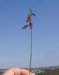 Thamnochortus pluristachyus