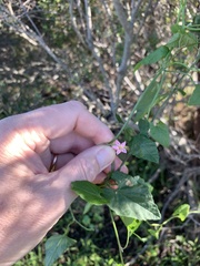 Convolvulus farinosus