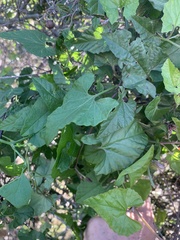 Convolvulus farinosus
