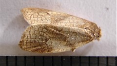 Sparganothis xanthoides