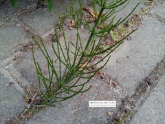 Equisetum palustre