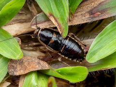Lobopterella dimidiatipes