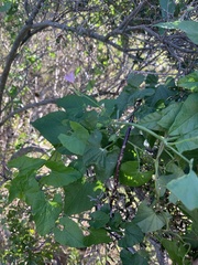 Convolvulus farinosus