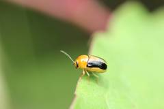 Cryptocephalus scitulus