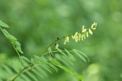 Sophora flavescens