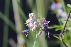 Solanum dulcamara