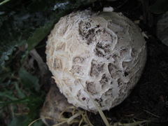 Mycenastrum corium