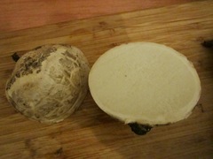 Mycenastrum corium