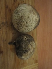 Mycenastrum corium