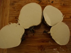 Mycenastrum corium