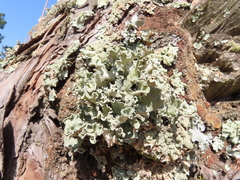 Parmotrema hypoleucinum