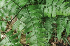 Diplazium doederleinii
