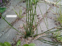 Equisetum palustre