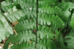 Diplazium doederleinii