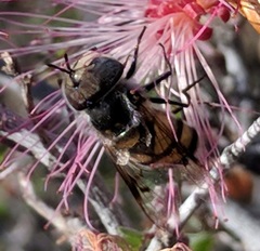 Copestylum fornax