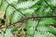 Diplazium doederleinii